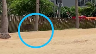 野豬在沙灘狂奔撞傷游客？涉事公園：已驅(qū)離，將加強防護