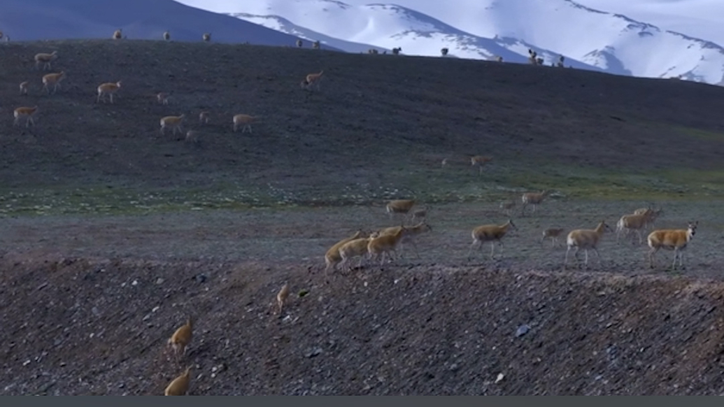 野狼伏擊藏羚羊，巡護(hù)人員拍到“生死角逐”畫面