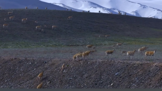 野狼伏擊藏羚羊，巡護(hù)人員拍到“生死角逐”畫面