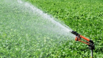 河南省長王凱調(diào)研抗旱保秋：積極組織群眾搶澆快澆、能澆盡澆