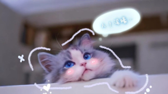 第一批玩AI的貓主子來了，摸頭都有新花樣，和貓聊天還不重樣