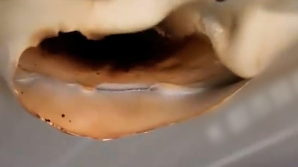 女子為除異味點(diǎn)了蠟燭放冰箱,結(jié)果一不小心把頂燒了