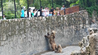 投喂屢禁不止、“網紅”棕熊學會乞食？上海動物園將改建坑式展區(qū)