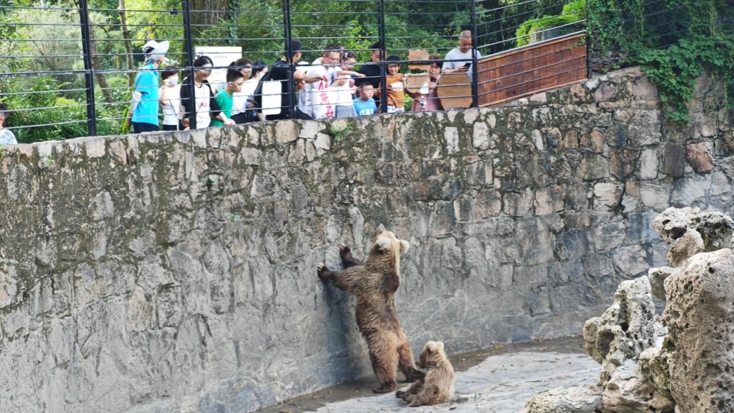 游客投喂“網紅”棕熊屢禁不止，上海動物園將改建坑式展區(qū)