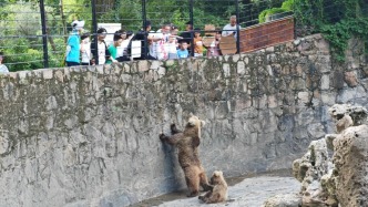 游客投喂“網紅”棕熊屢禁不止，上海動物園將改建坑式展區(qū)