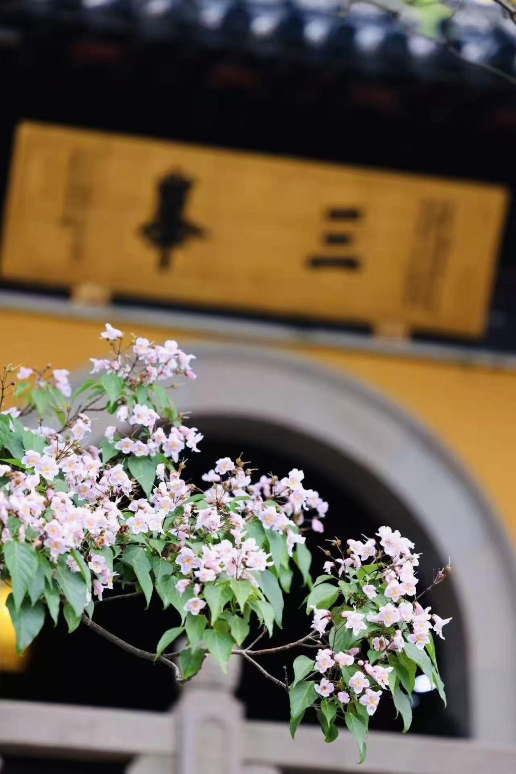 立秋时节，宋代流行簪戴楸叶