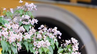 立秋时节，宋代流行簪戴楸叶
