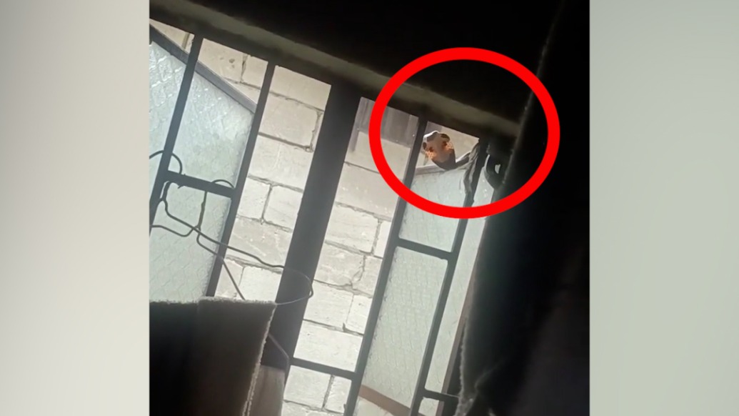 東莞暴雨積水，眼鏡蛇纏著窗戶“避雨”，居民：自行離去，未傷人