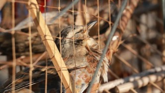 央媒调查：打着“户外竞技”旗号，一些网络主播公然直播猎鸟