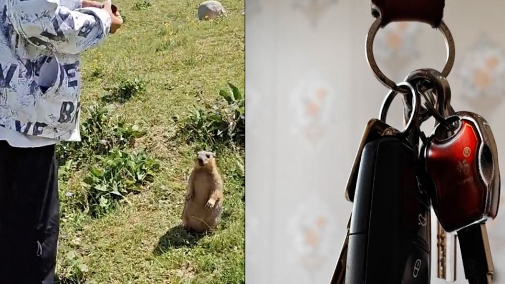 土撥鼠“拖走”游客車鑰匙？多方助力幫找回，當(dāng)?shù)靥嵝眩簞e投喂土撥鼠