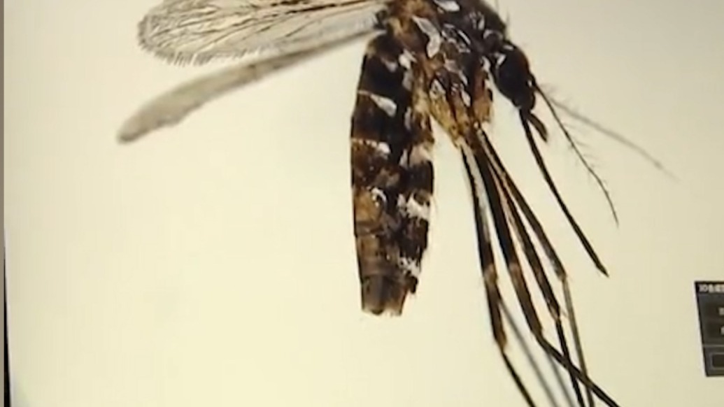 武漢疾控發(fā)布預(yù)防登革熱基孔肯雅熱倡議書