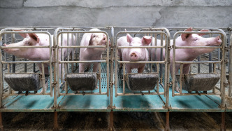 牧原、溫氏、新希望等三大豬企7月生豬銷售收入環(huán)比同比均下降