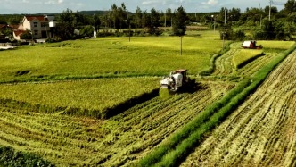 安徽宣城：18.5萬畝再生稻豐收，頭茬開鐮收割