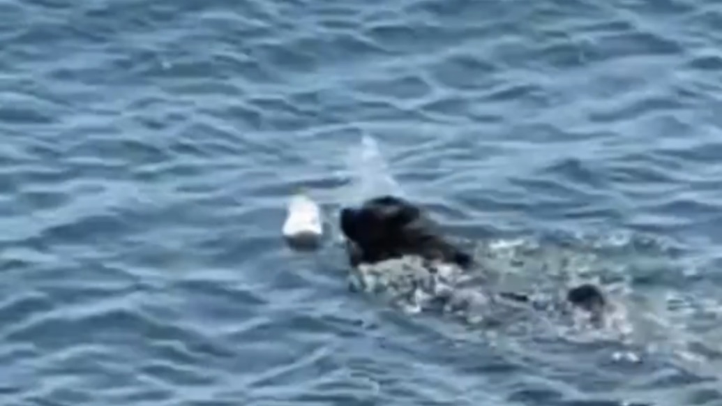 這個世界不能沒有小狗！女孩鞋子掉進海里，狗狗勇敢下水叼回