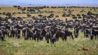 直播丨追蹤非洲奇跡：馬賽馬拉動(dòng)物大遷徙