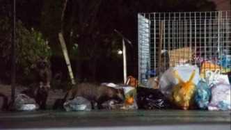 這種國(guó)家二級(jí)保護(hù)動(dòng)物在上?！奥鋺簟绷耍鼈兒凸反蚣?、和貓搶糧，還翻垃圾