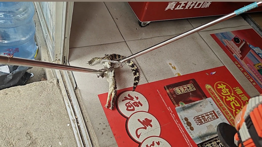 快遞代收點驚現(xiàn)“越獄”鱷魚,消防員出手擒獲