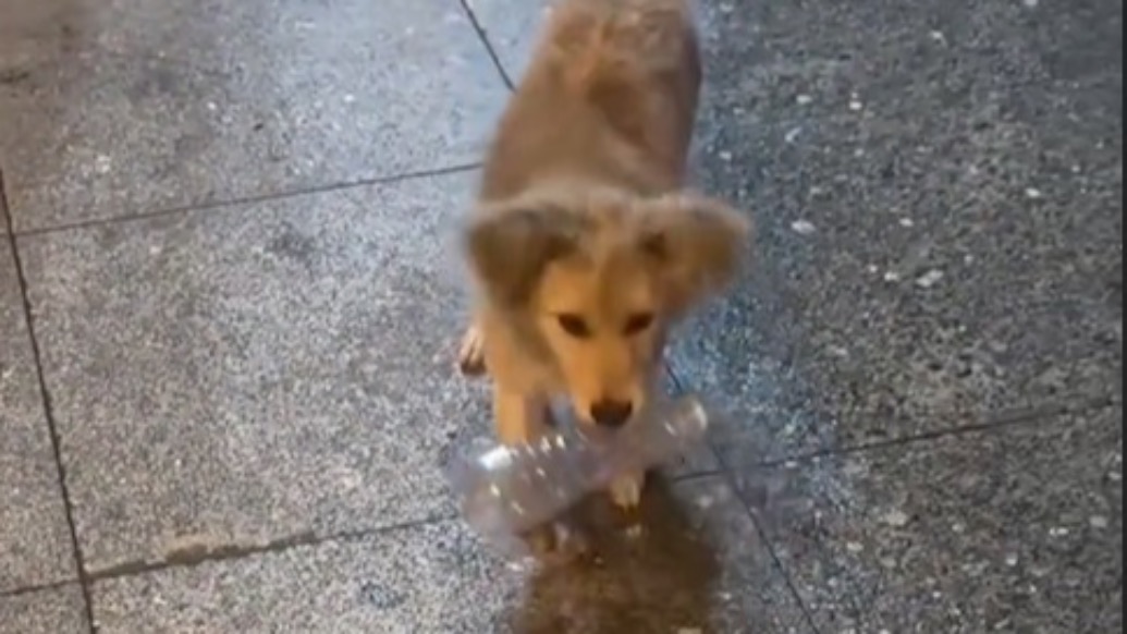 “狗狗我呀要有家啦”！跛腳流浪狗將瓶子踢進酒店，無助時遇見了她……
