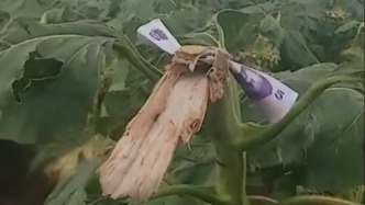 “種地的辛苦被認(rèn)可！”路人摘葵花后在枝頭留下5元，農(nóng)戶笑道：真是講究人
