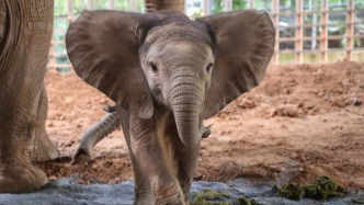 世界大象日，來認識一下上海野生動物園非洲象家族的首位“千金”