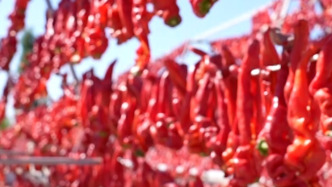 辣皮子来了！新疆巴州万亩鲜食辣椒丰收，田野乡村“椒”香四溢