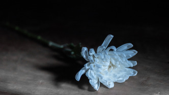 寧波大學(xué)醫(yī)學(xué)部特聘副研究員張為艷因病辭世，年僅38歲