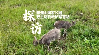 在海拔近3000米的動物救護站工作，是什么體驗？