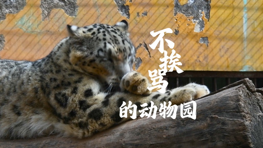 西寧野生動物園：打造一個“不挨罵的動物園”
