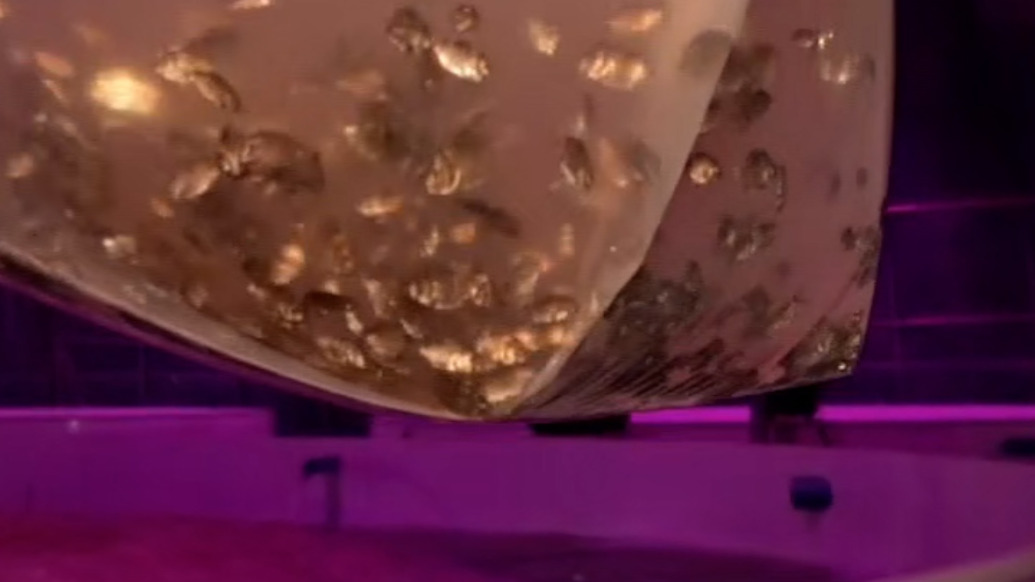 坐着飞机进新疆,6万多尾海洋鱼沙漠“安家”