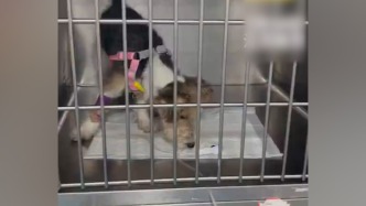 女子用顺风车托运万元幼犬，被司机丢弃在派出所