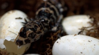 “萌鱷”來(lái)襲！安徽揚(yáng)子鱷保護(hù)區(qū)2025年首批人工孵化雛鱷出殼