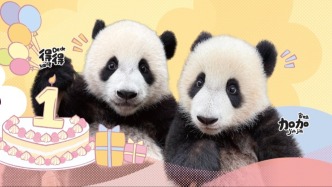 直播丨萌翻全港！大熊貓“加加”“得得”一歲生日趴，在線等祝福！