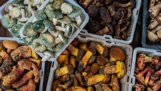 夜讀｜彩云之南的菌子