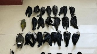 公安机关今年以来立案侦办危害鸟类等野生动物犯罪案件七千余起