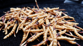 青海为“优化冬虫夏草采集出售管理”征求意见：拟严禁为销售人工草办理采集证