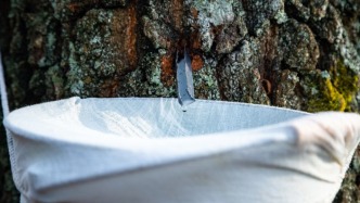 标榜“液体黄金”价格远超普通矿泉水，白桦树汁是养生水还是智商税？