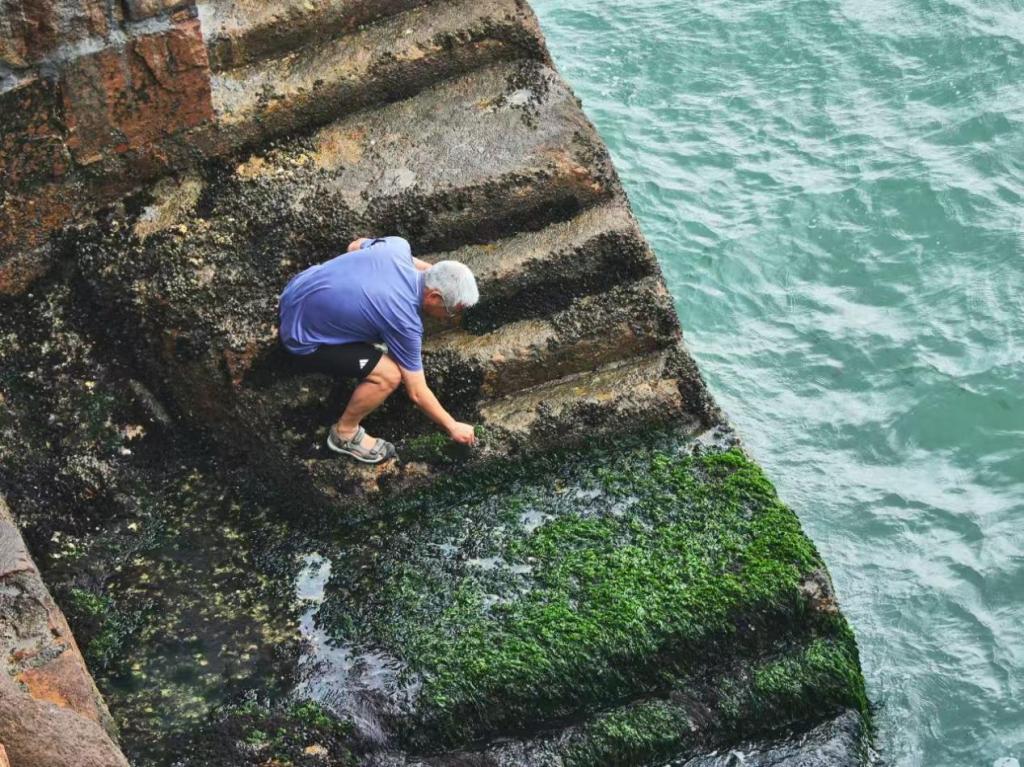 高子华｜海藻故事——舟山马鞍列岛潮间带的呼吸与密语