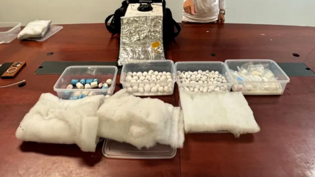 男子在機(jī)場(chǎng)用馬桶沖走223枚鳥蛋，海關(guān)從下水道里救回