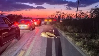 新華日報評大豐麋鹿被“路殺”案：與動物為鄰不是簡單讓路