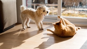 荣秀盛生携手南星科技，共建宠物中药全产业链综合服务平台