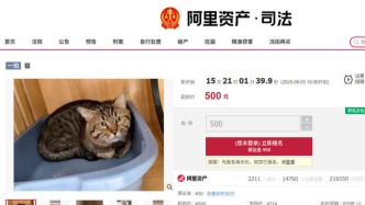 法拍貍花貓超21萬次圍觀，法院工作人員：該貓從小被寄養(yǎng)，無虐待情況