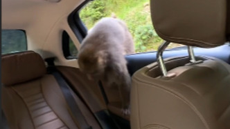 猴子闯进车内“翻”东西，游客：孩子开车窗致猴进入，扔花生诱出