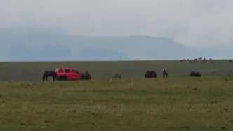 越野車在伊犁那拉提草原上隨意碾壓，警方：攔截時(shí)車輛一直逃跑，已處理