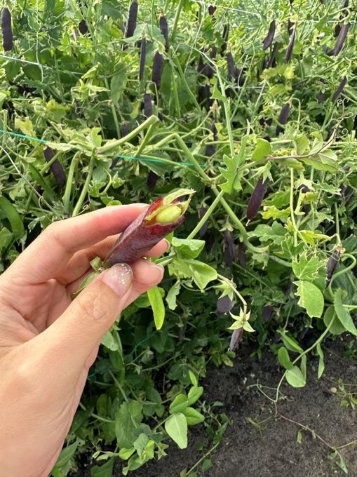 我们真的吃得比过去丰富了吗（三）：复育老种子和挖野菜