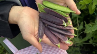 我們真的吃得比過去豐富了嗎（三）：復(fù)育老種子和挖野菜