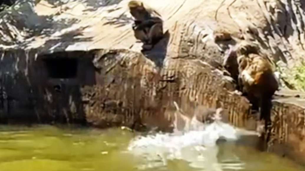 “猴哥”組團高空跳水，保護區(qū)：它們毛發(fā)較長，此舉能降溫避暑