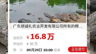 廣東一公司2500斤活鱷魚被拍賣：起拍價(jià)16.8萬元，需自行抓捕及裝卸