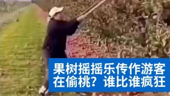 明查｜果樹“搖搖樂(lè)”傳作游客在偷桃？誰(shuí)比誰(shuí)瘋狂