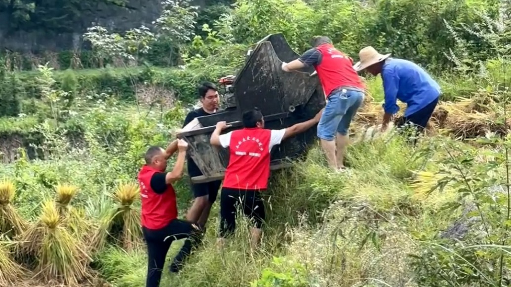 稻子成熟，大學生志愿者幫助老人收割