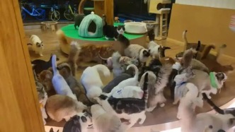 西安一撸宠馆的猫抓伤顾客被判赔医药费，不服提出上诉，二审维持原判